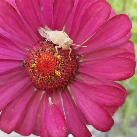 Feakia 아기오스고르디오스