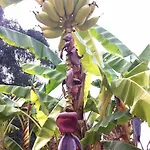 Villa Feakia